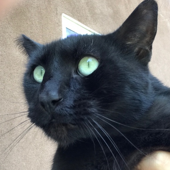 Meet your Posher, Aisha - Picture 1 of 1